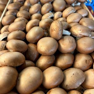 champignons de paris brun